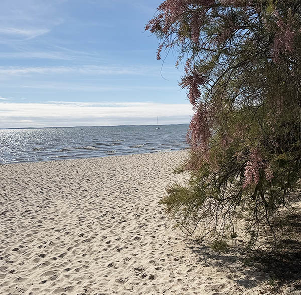 Tamaris du Bassin d'Arcachon